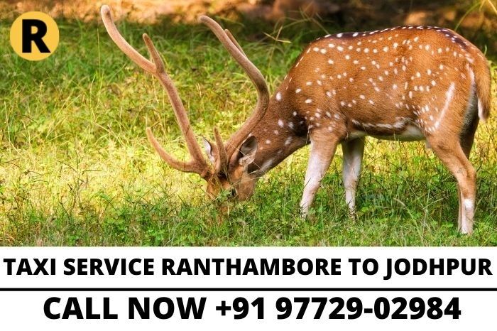 taxi service in ranthambore